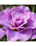 Iris sibirica Pink Parfait